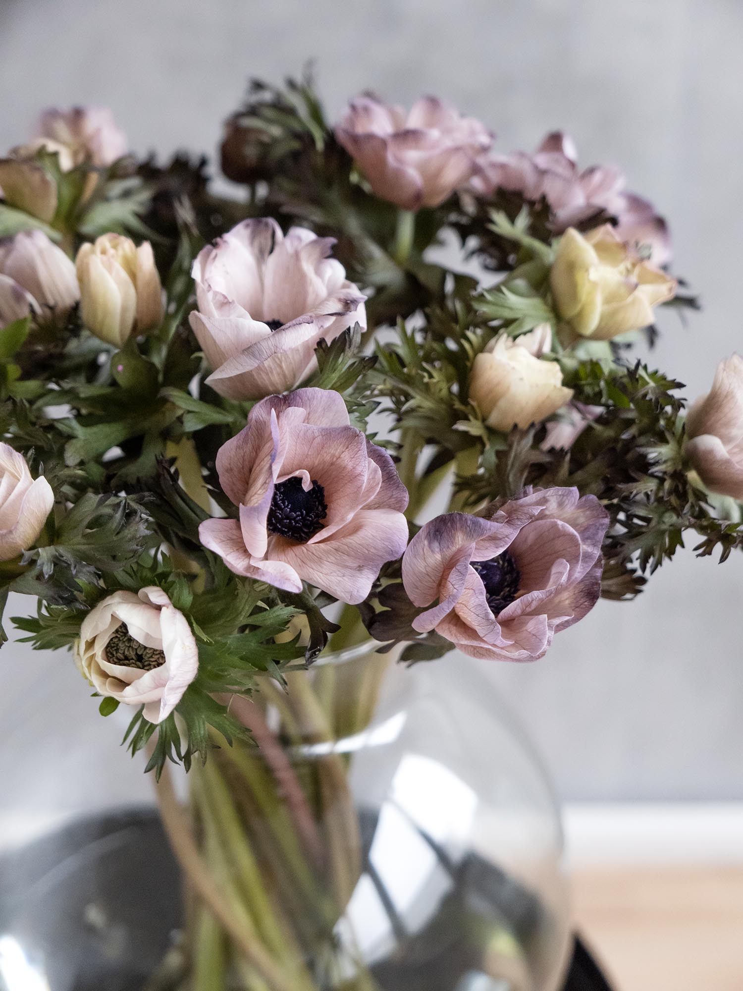 blumigo-anemonen-mistral-brownies-xl-schnittblumen-creme-grau image 5