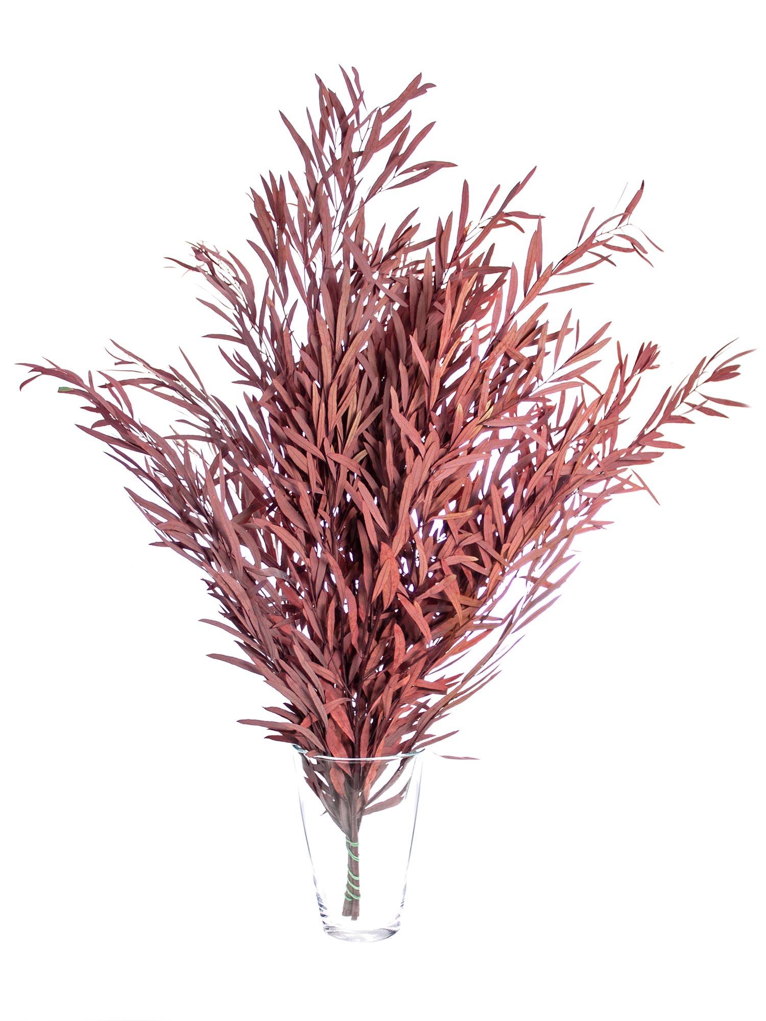 blumigo-trockenblumen-eukalyptus-nicoli-rot-konserviert image 3