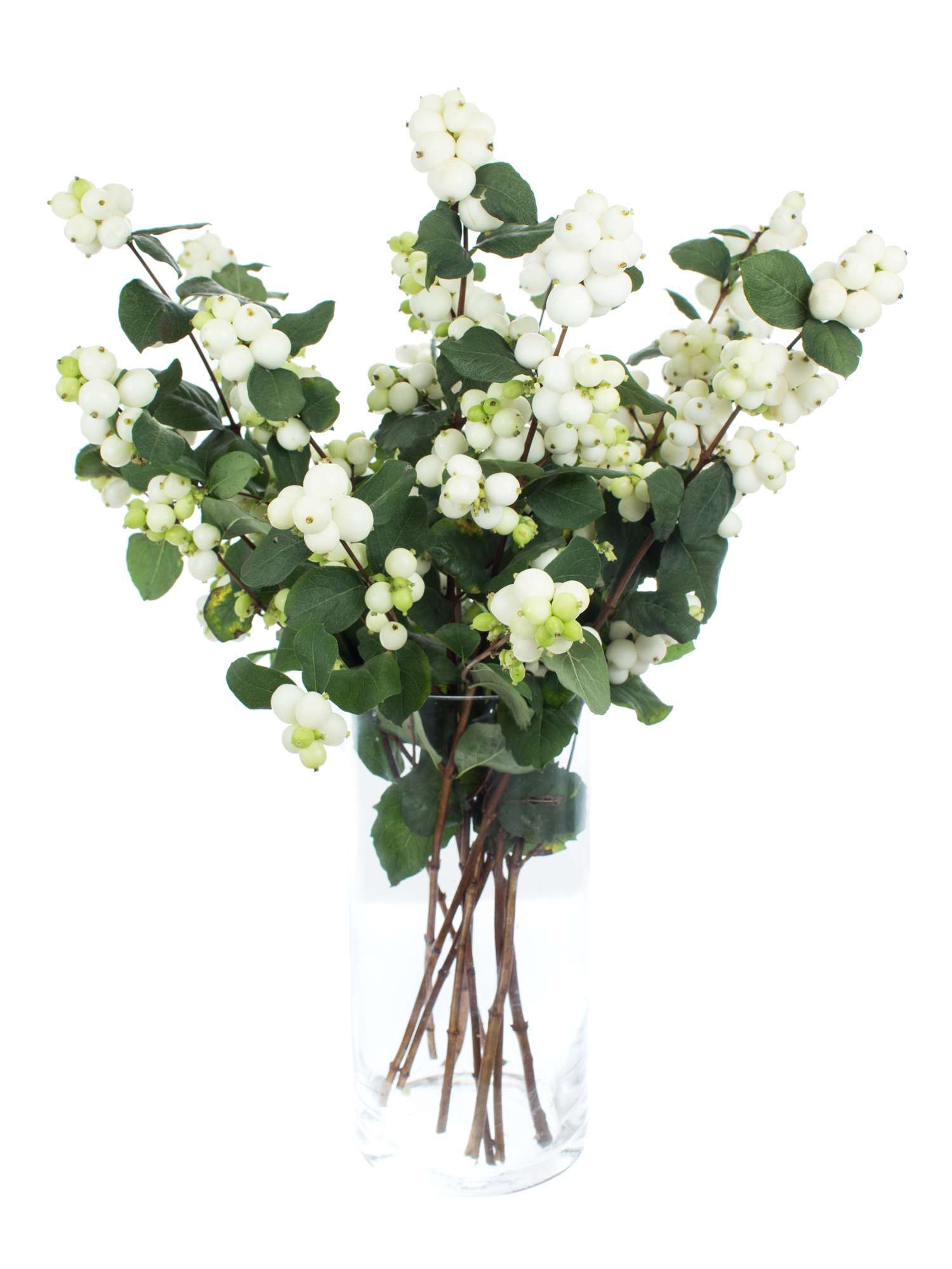blumigo-exklusives-greenery-schneebeeren-magical-avalanche-wei-er-zweig image 5