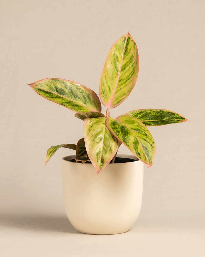 feey-variado-aglaonema-salmon-fantasy-zimmerpflanze-bunte-bl-tter image 6