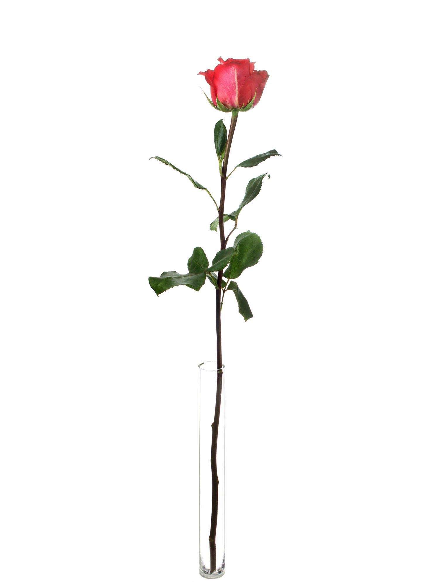 blumigo-rosen-iguazu-rose-rot-creme-einzelstiel image 3