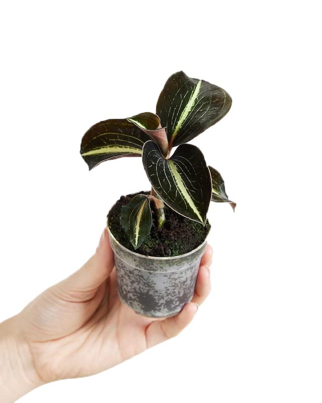 plnts-baby-jewel-orchid-moonstone-orchidee-12-cm-rot-gemustert image 4