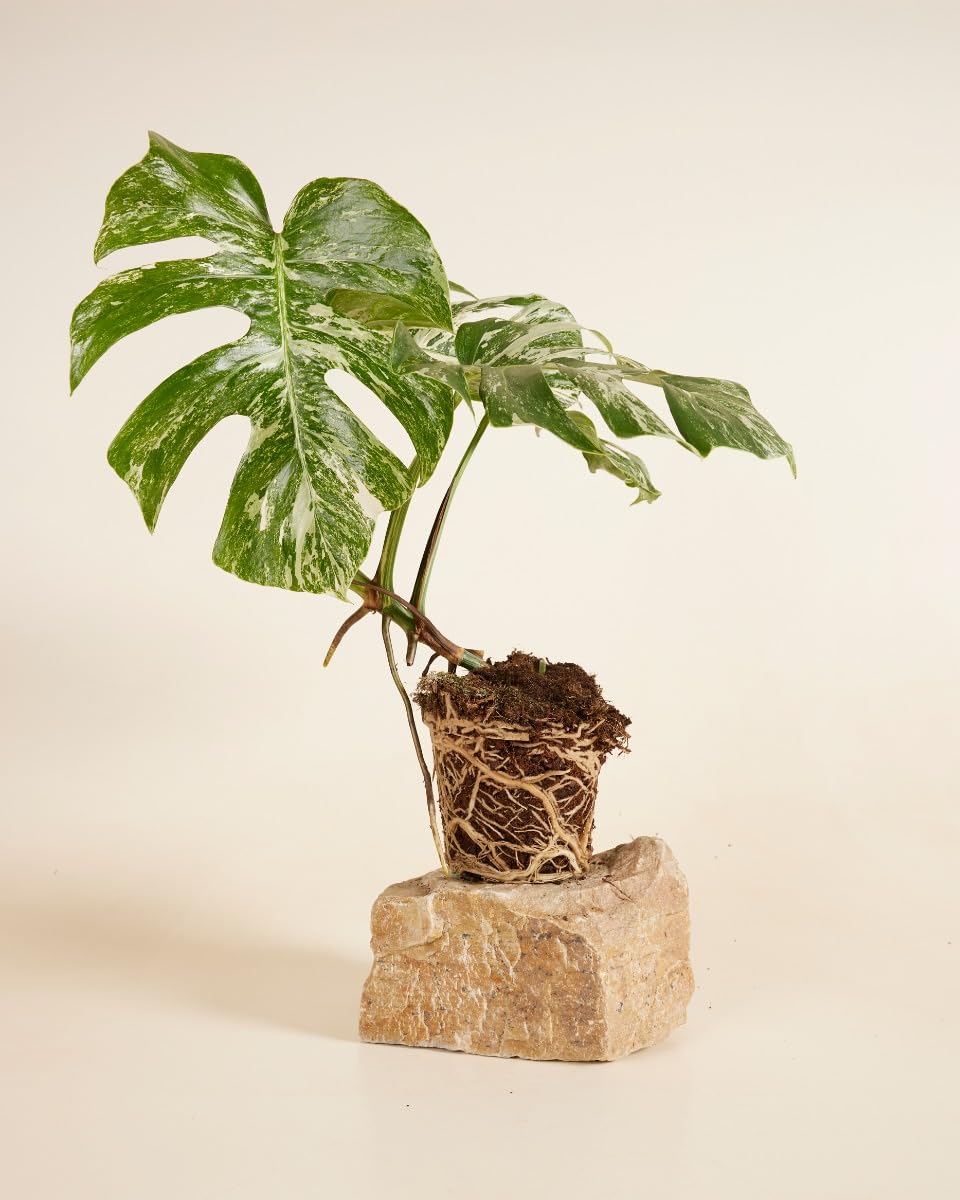 plnts-rareplnts-monstera-deliciosa-variegated-fensterblatt-45cm image 2