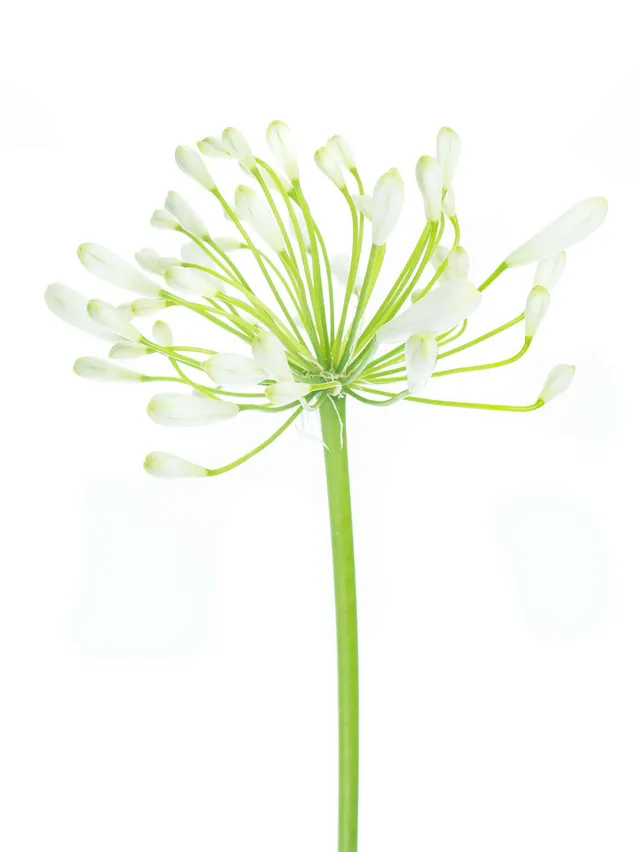blumigo-blattwerk-agapanthus-polar-ice-bindegr-n-wei image 1