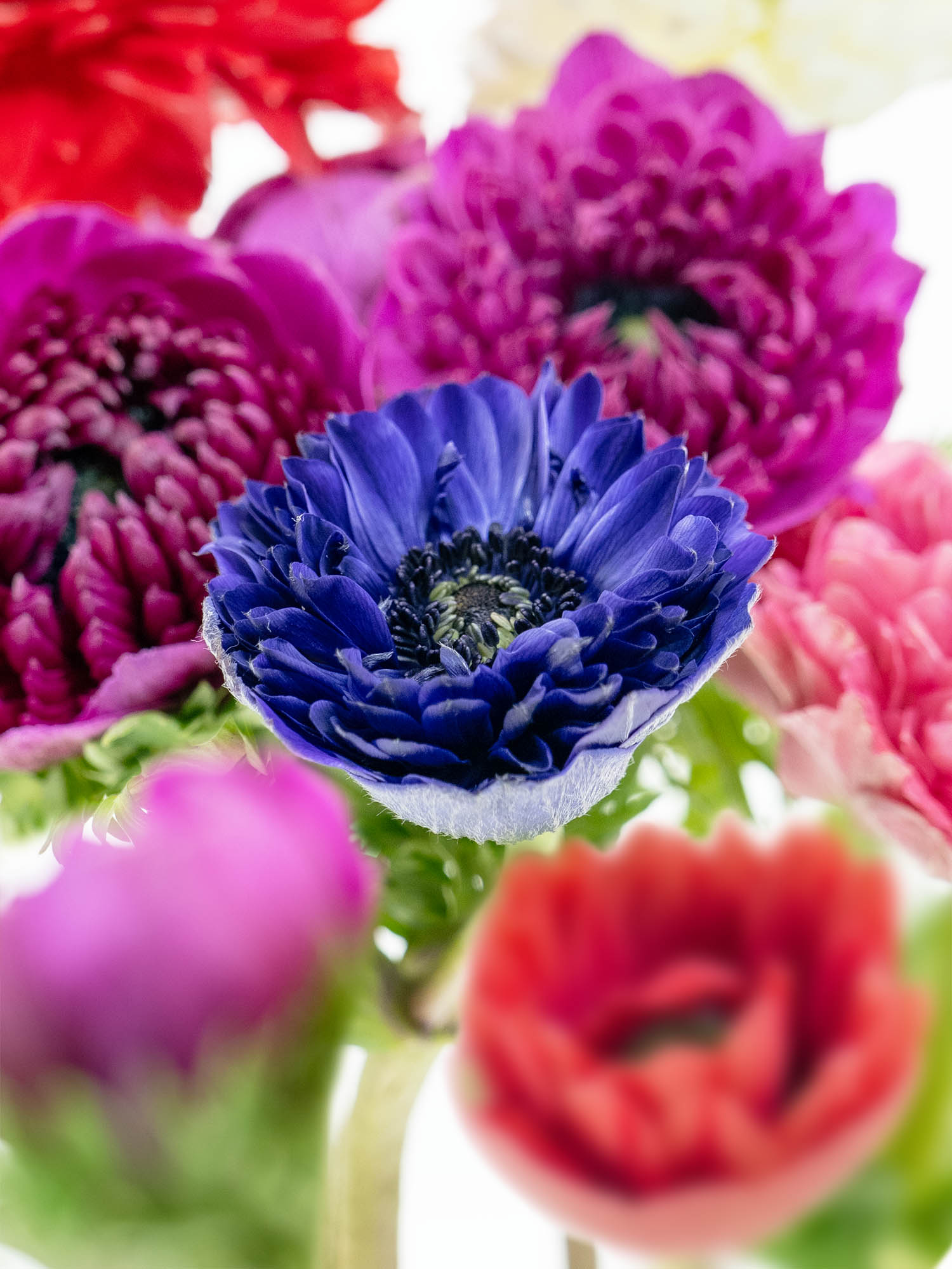 blumigo-anemonen-fullstar-mix-gemischt-schnittblumen-frisch image 4