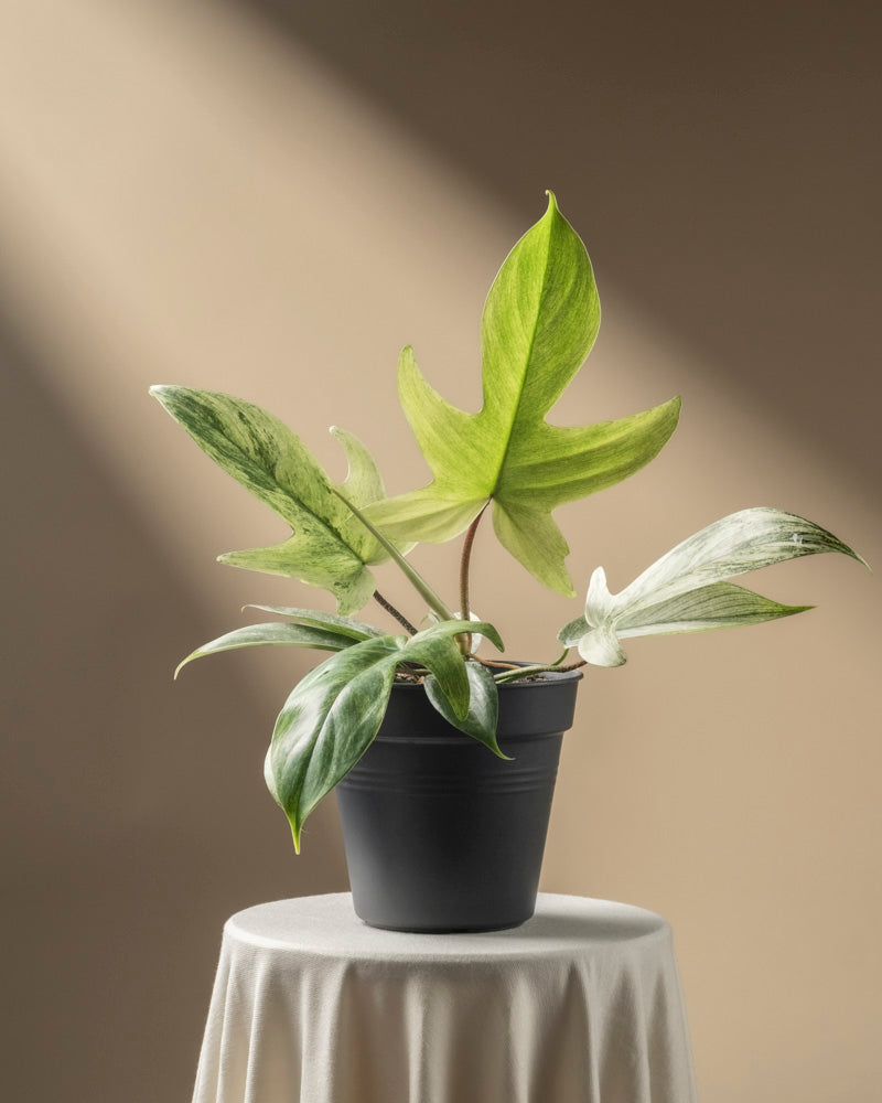 feey-variado-philodendron-florida-ghost-zimmerpflanze-rarit-t image 3