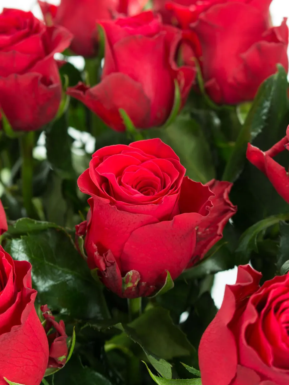 blumigo-rosen-rhodos-rose-rot-schnittblume image 1