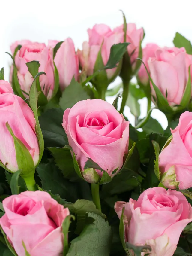 blumigo-rosen-eliza-schnittrosen-rosa-st-ck image 1