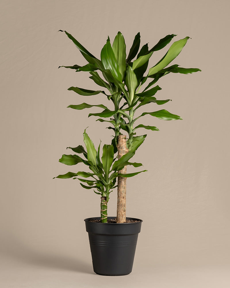 feey-variado-drachenbaum-zimmerpflanze-gro-ohne-bertopf-70cm image 3