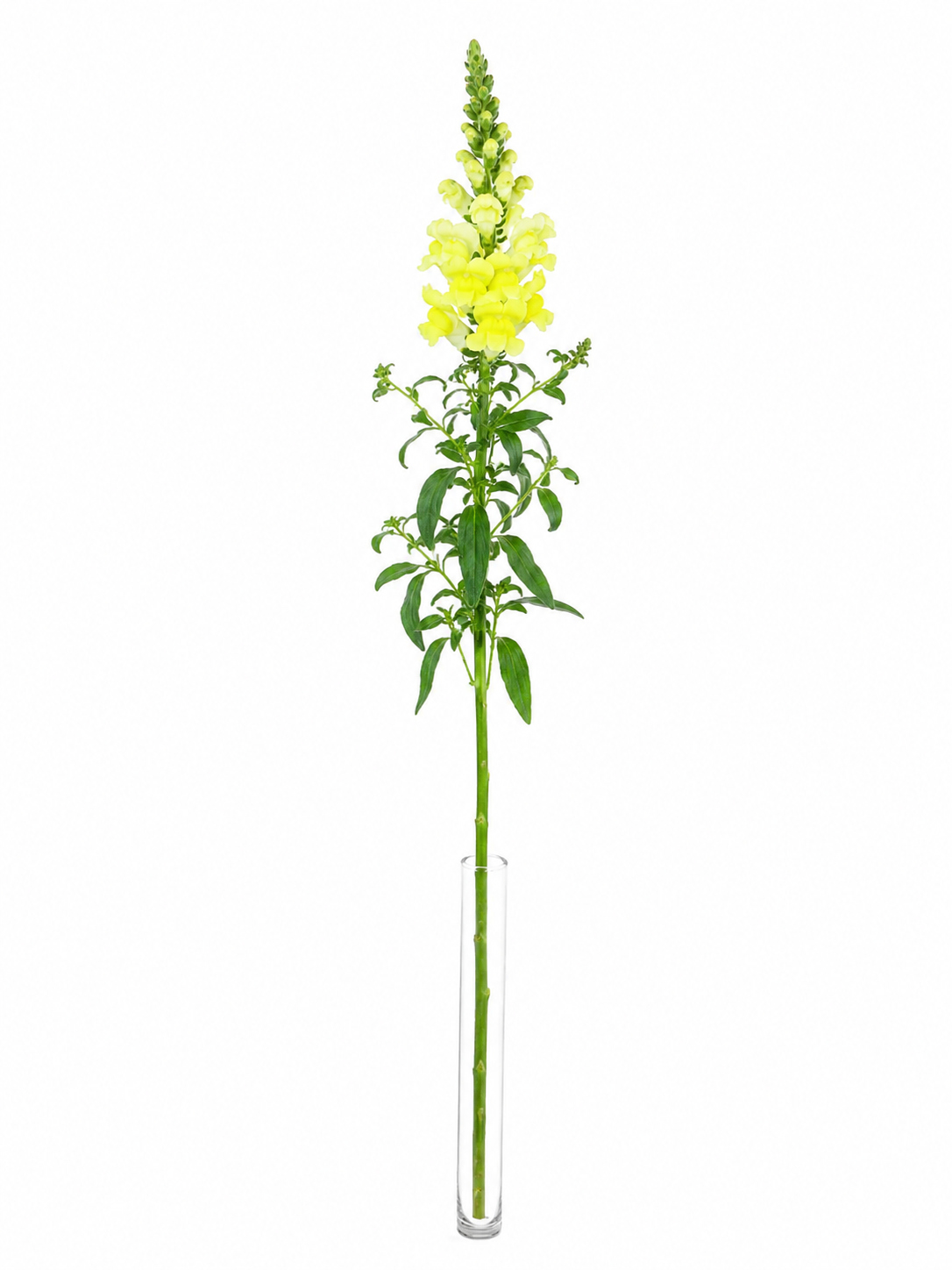 blumigo-l-wenm-ulchen-potomac-yellow-schnittblume-gelb image 3