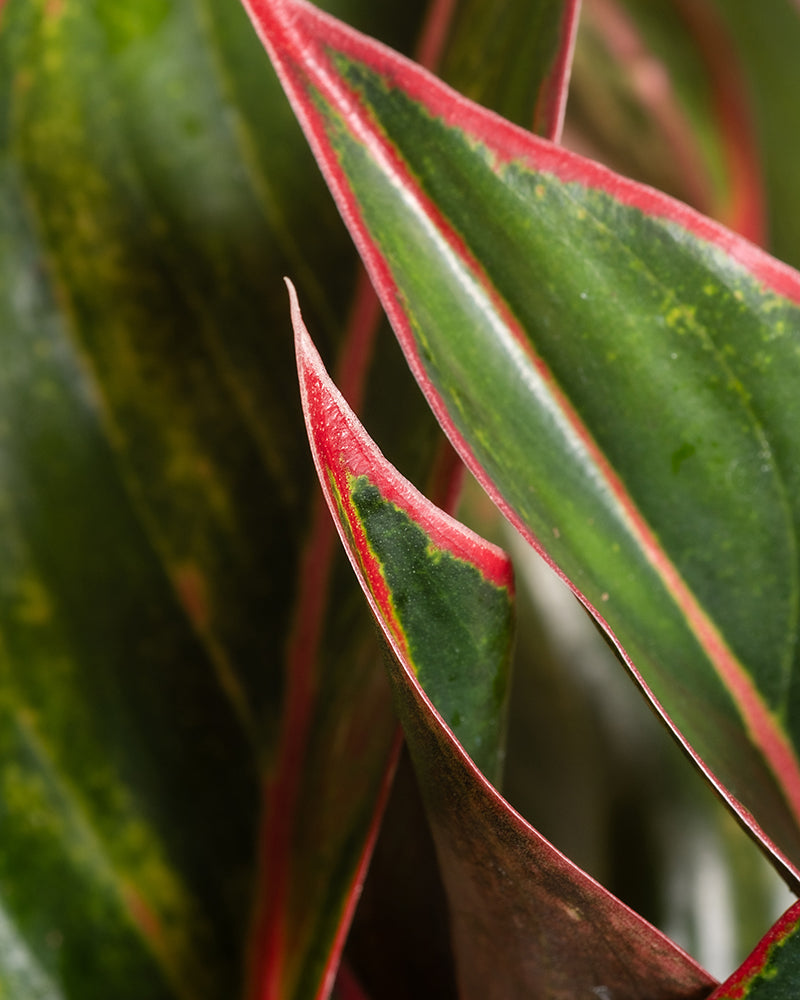 feey-variado-aglaonema-jungle-red-zimmerpflanze-gro-rot image 2