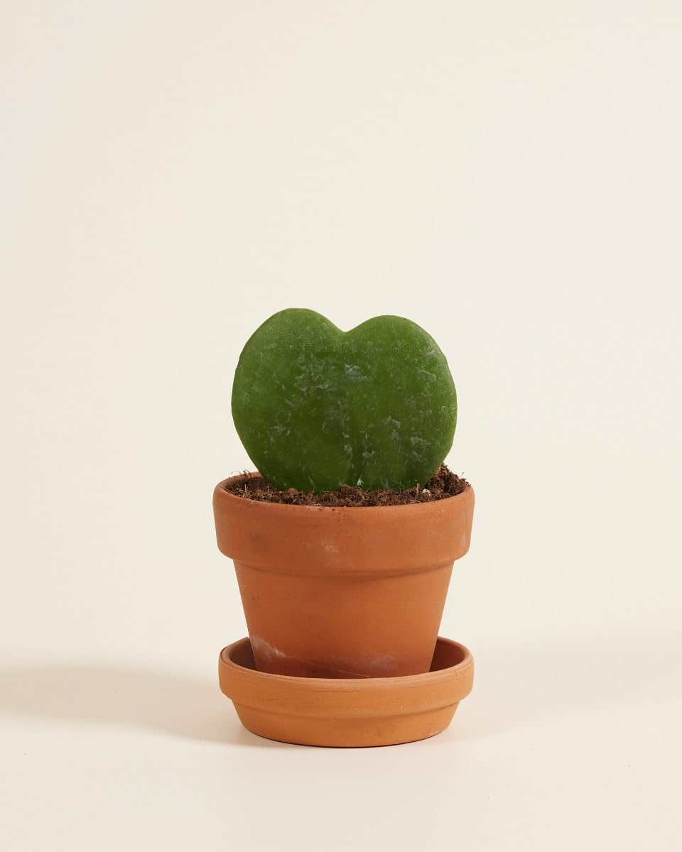 plnts-babyplnts-hoya-kerrii-zimmerpflanze-10cm image 3