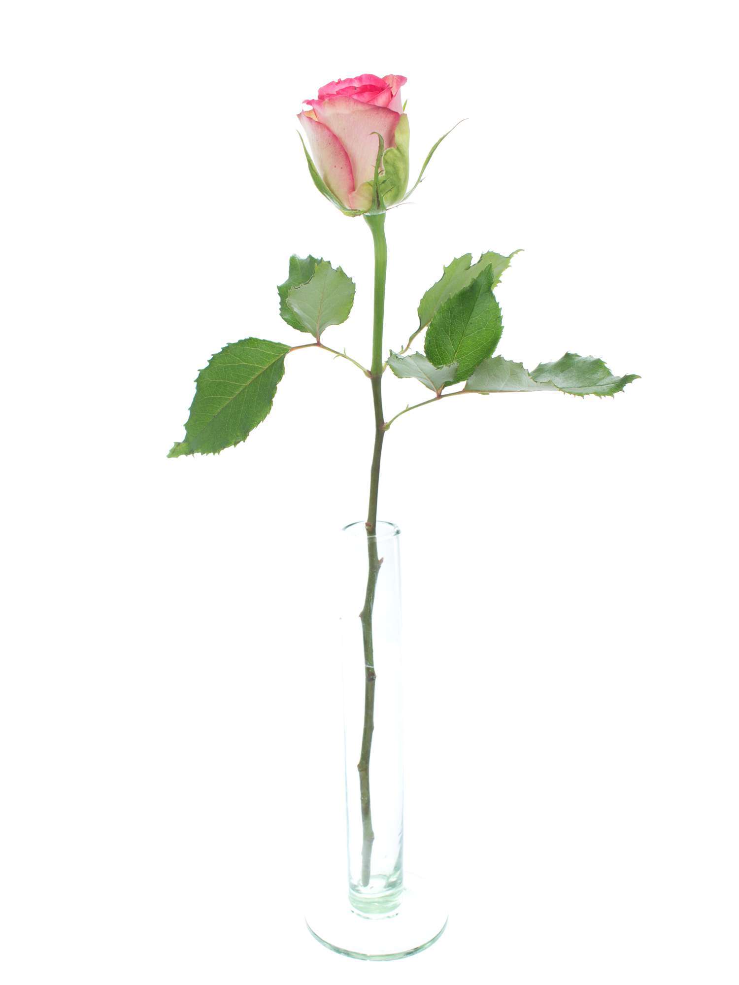 blumigo-rosen-glow-creme-pink-schnittrose image 3