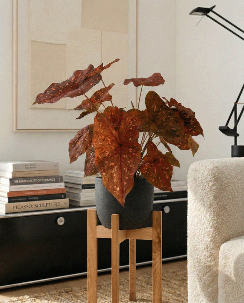 feey-variado-burning-heart-caladium-buntblatt-ohne-topf image 7