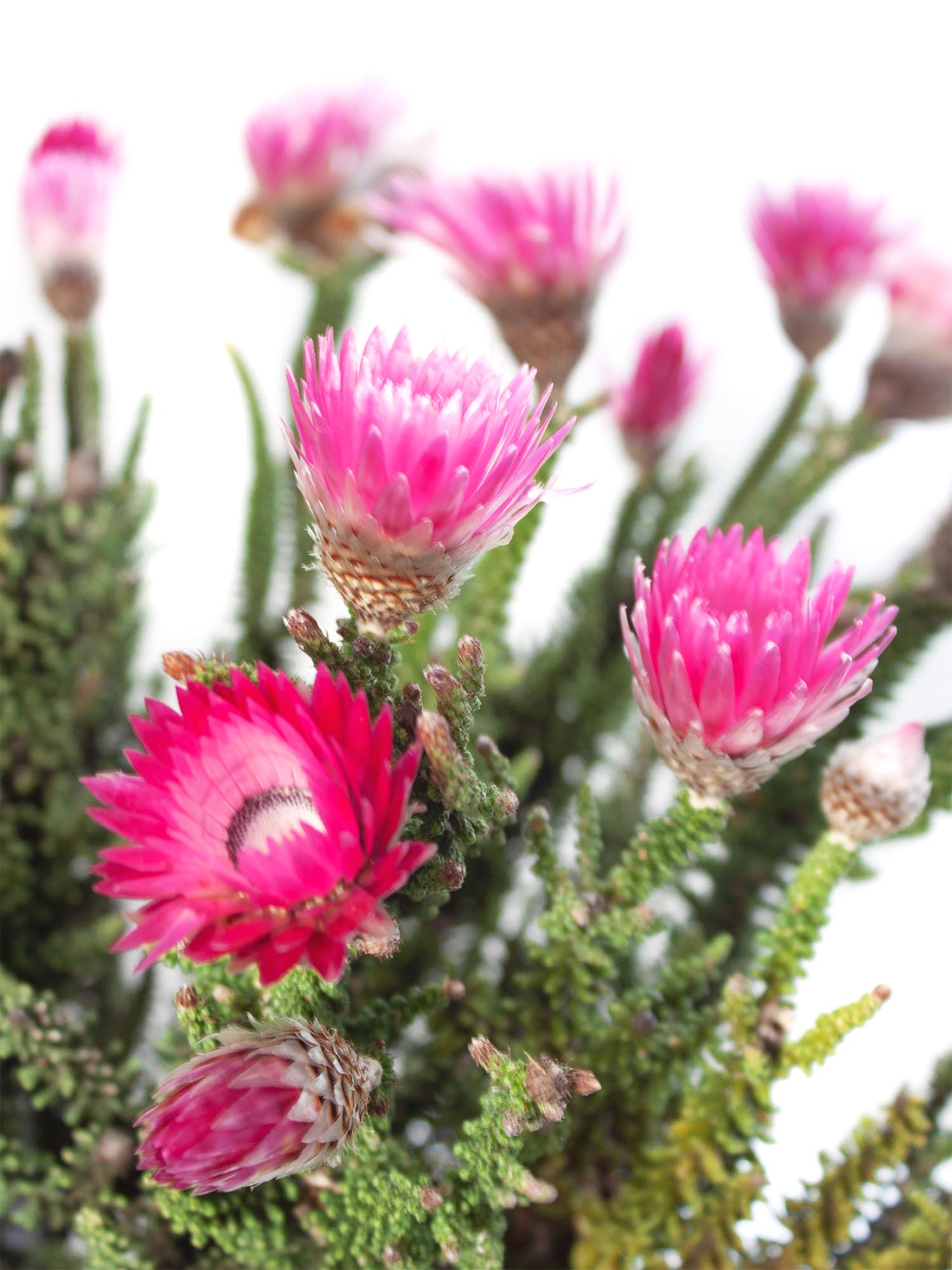 blumigo-phaenocoma-kap-strohblume-pink-trockenblumen image 1