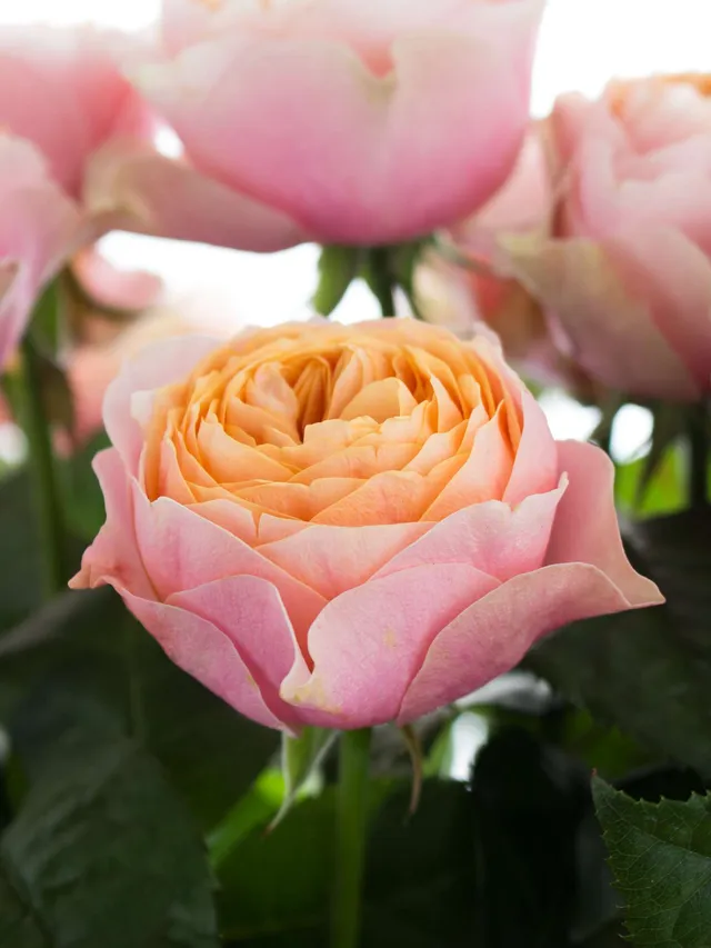 blumigo-rosen-vuvuzela-schnittrose-rosa-apricot image 1