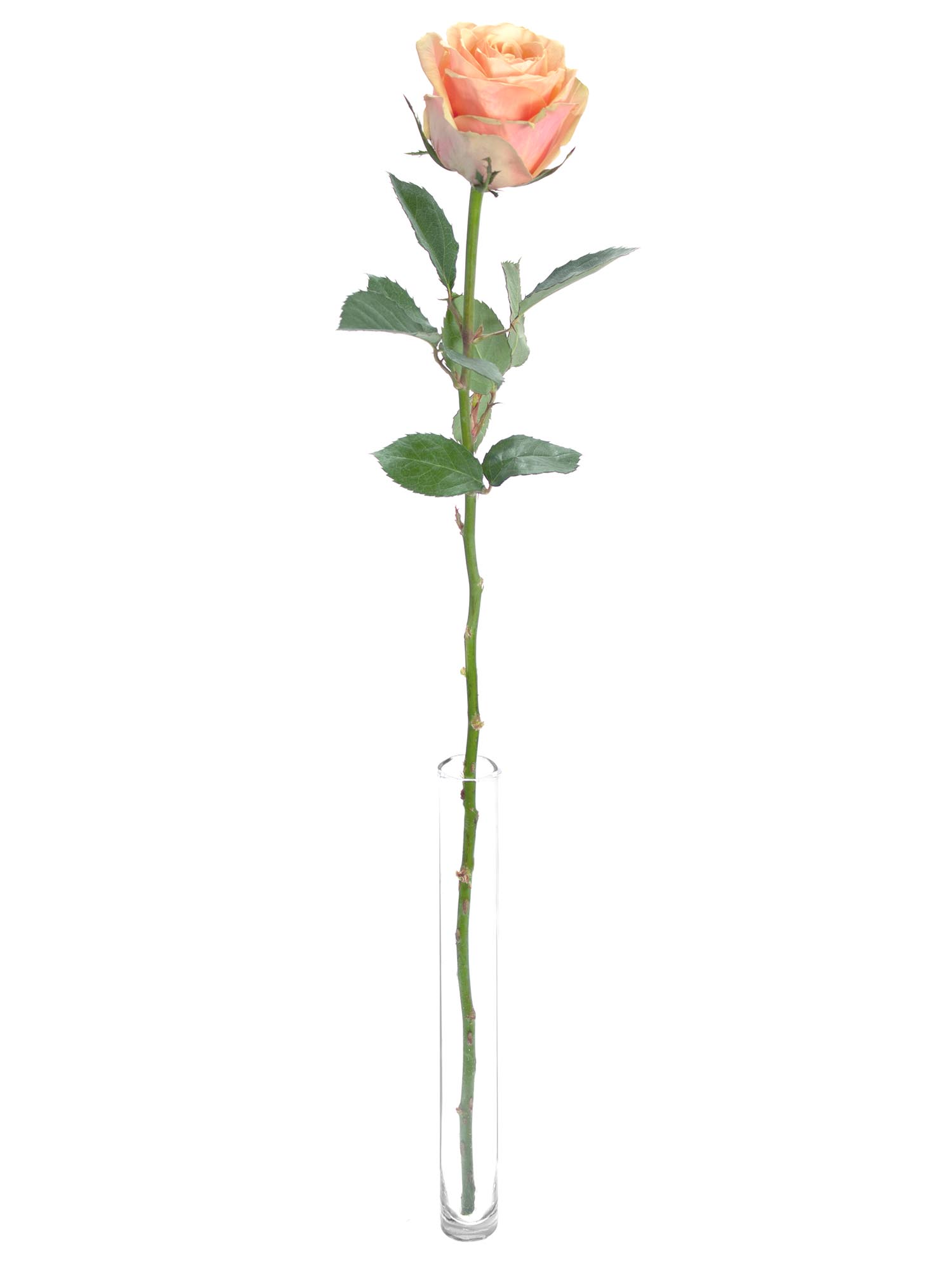 blumigo-rosen-dividend-rose-apricot-rosa-schnittblume image 3