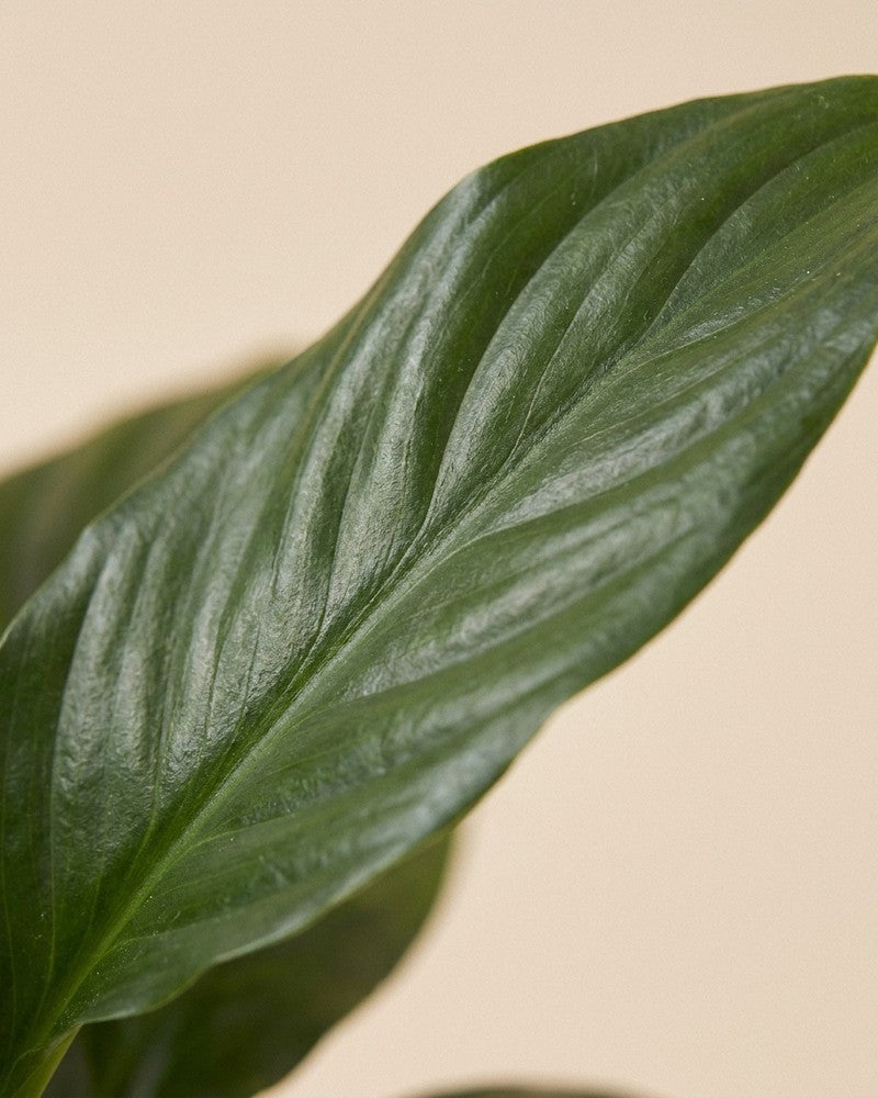feey-einblatt-spathiphyllum-friedenslilie-ohne-bertopf image 4