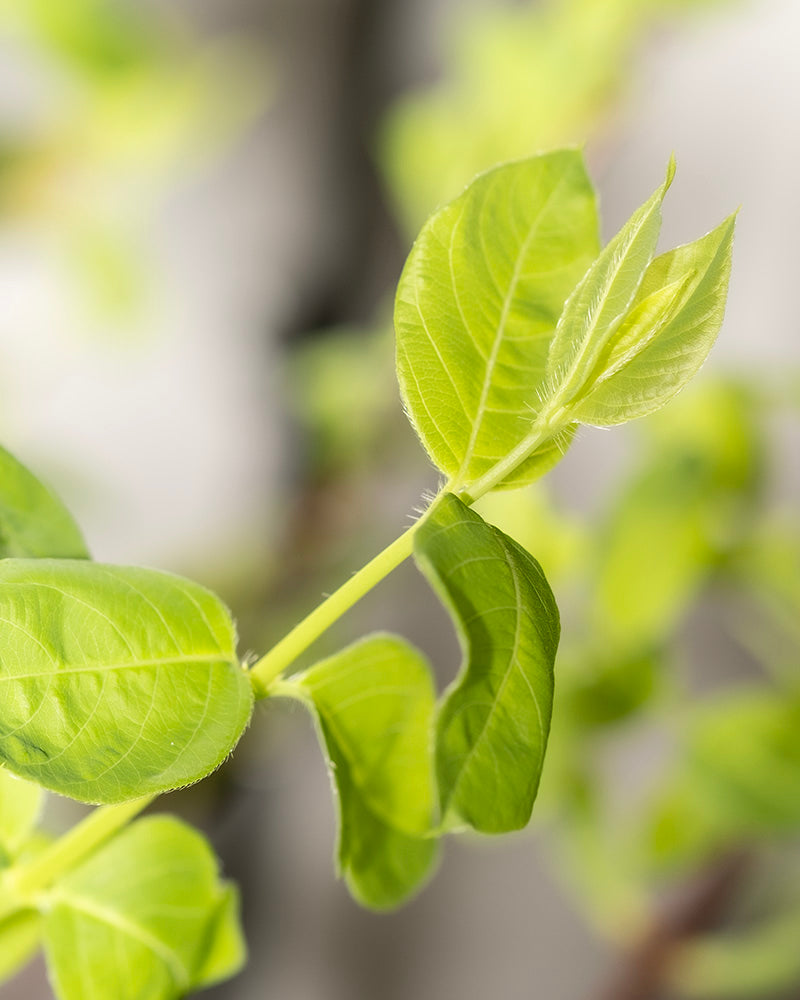 feey-amsterdam-lonicera-purpusii-winterduft-heckenkirsche-strauch image 7