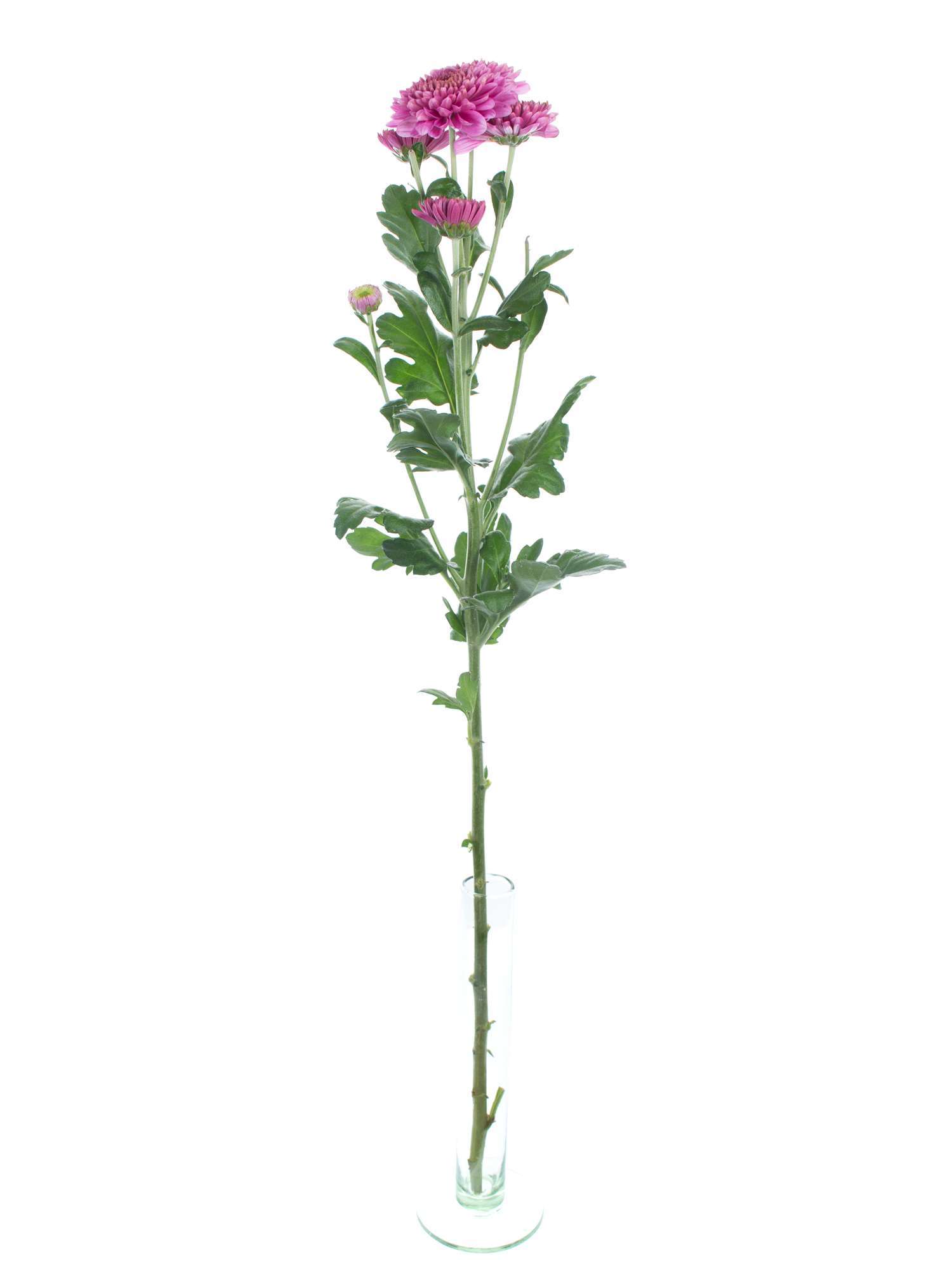 blumigo-herbstdeko-blenda-purple-herbstastern-violett-schnittblume image 3