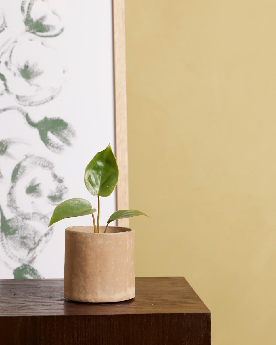 plnts-baby-philodendron-burle-marx-zimmerpflanze-10-cm-pflegeleicht image 5
