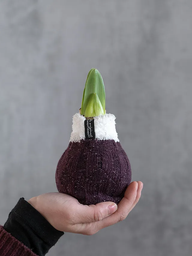 blumigo-amaryllis-knolle-fleece-burgund-wei image 1