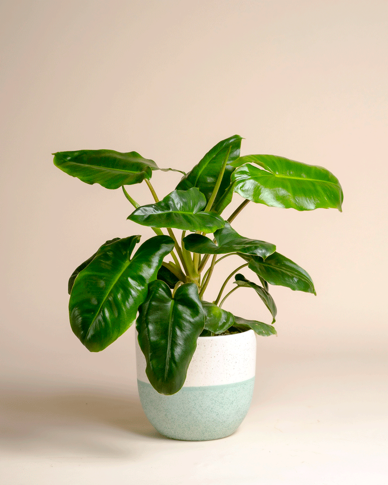 feey-variado-philodendron-burle-marx-zimmerpflanze-ohne-bertopf image 4