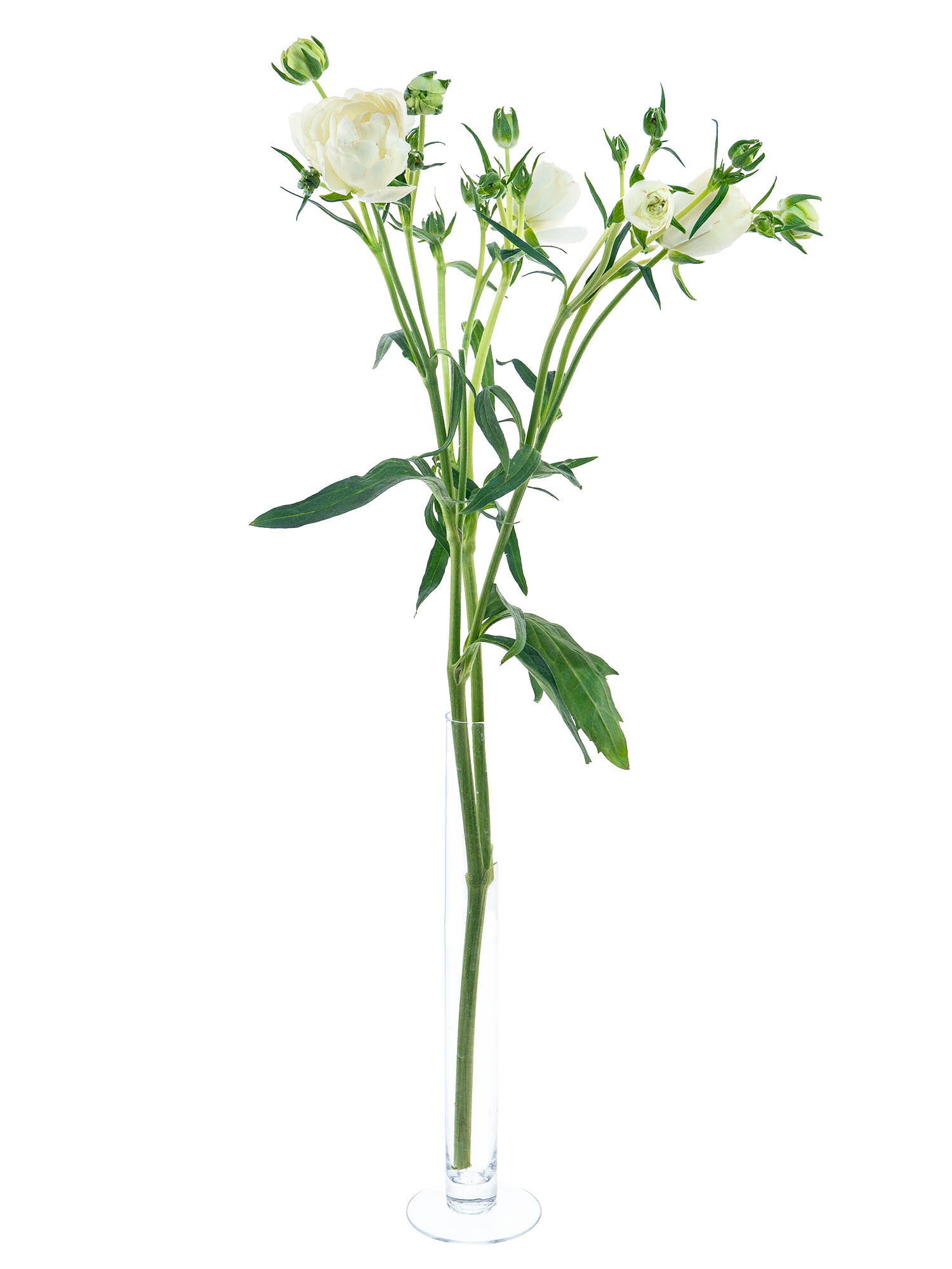 blumigo-ranunkeln-butterfly-ninos-schnittblumen-wei-verzweigt image 4