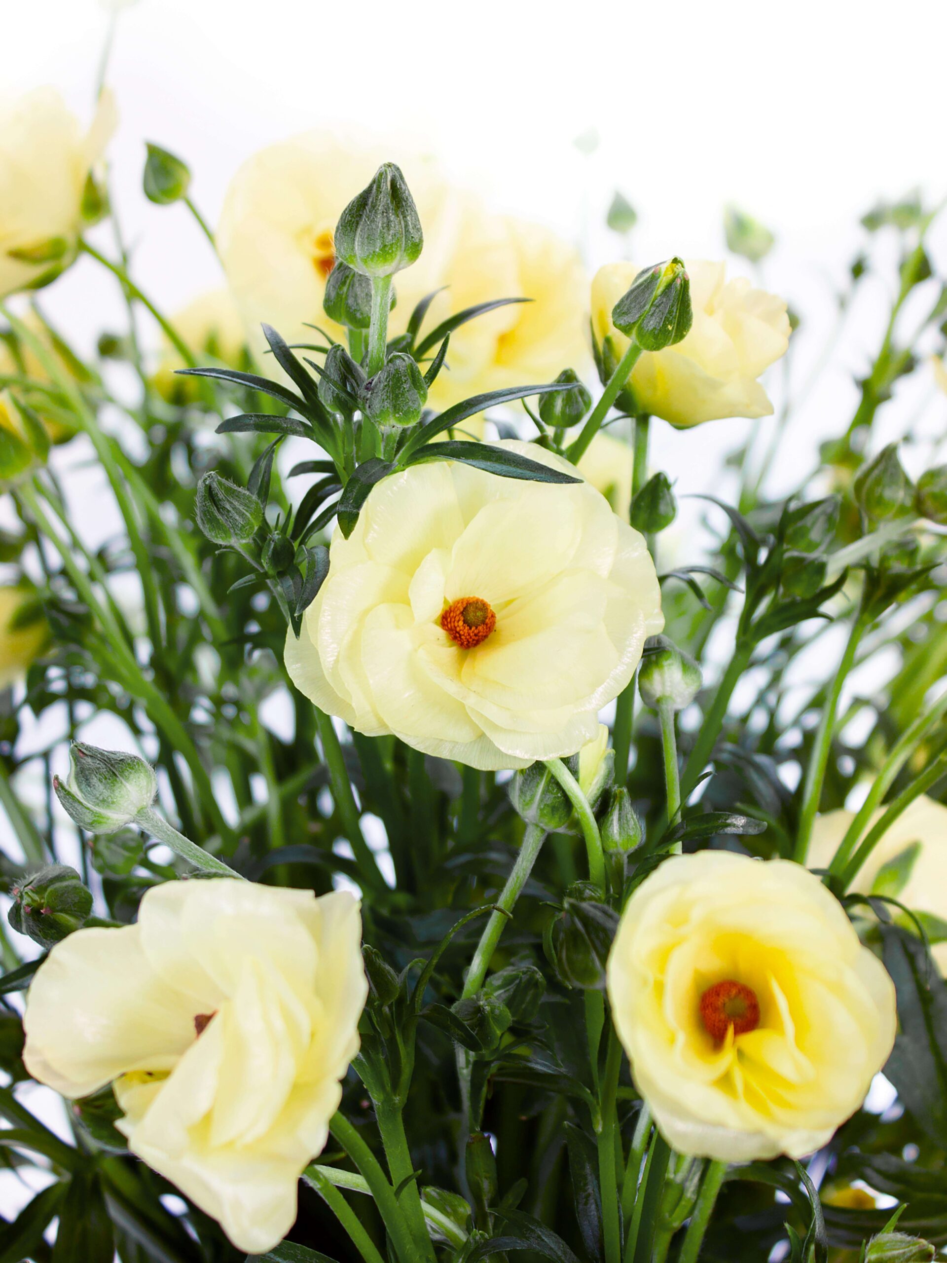 blumigo-ranunkeln-butterfly-helios-gelbe-schnittblumen-verzweigt image 1