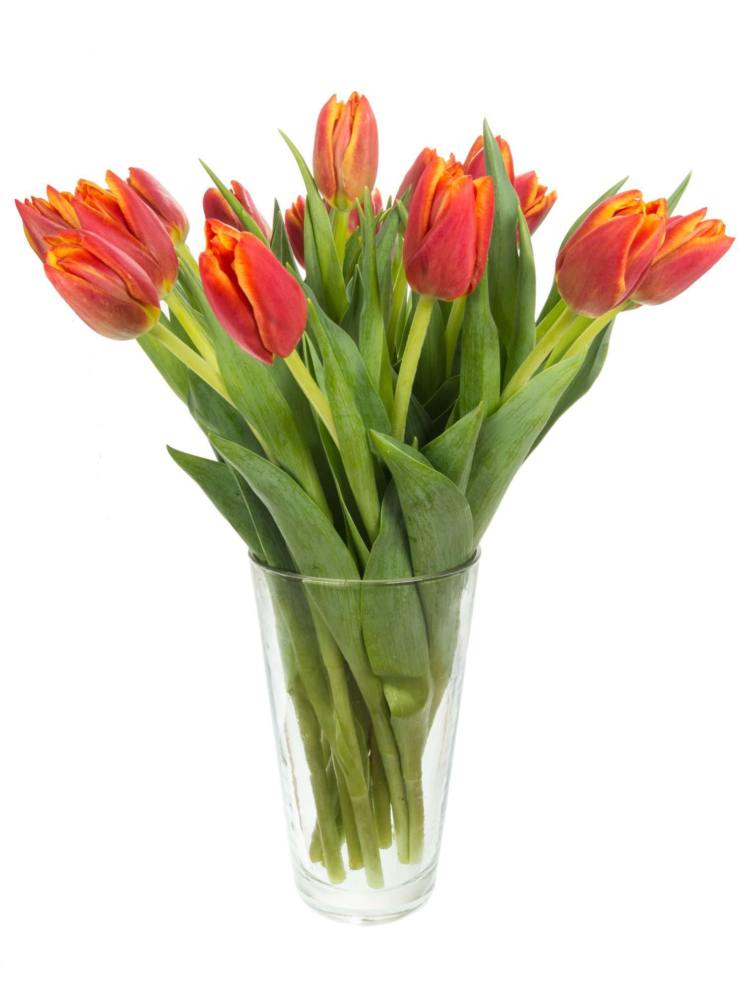 blumigo-tulpen-high-roler-tulpe-orange-rot-gef-llt image 2