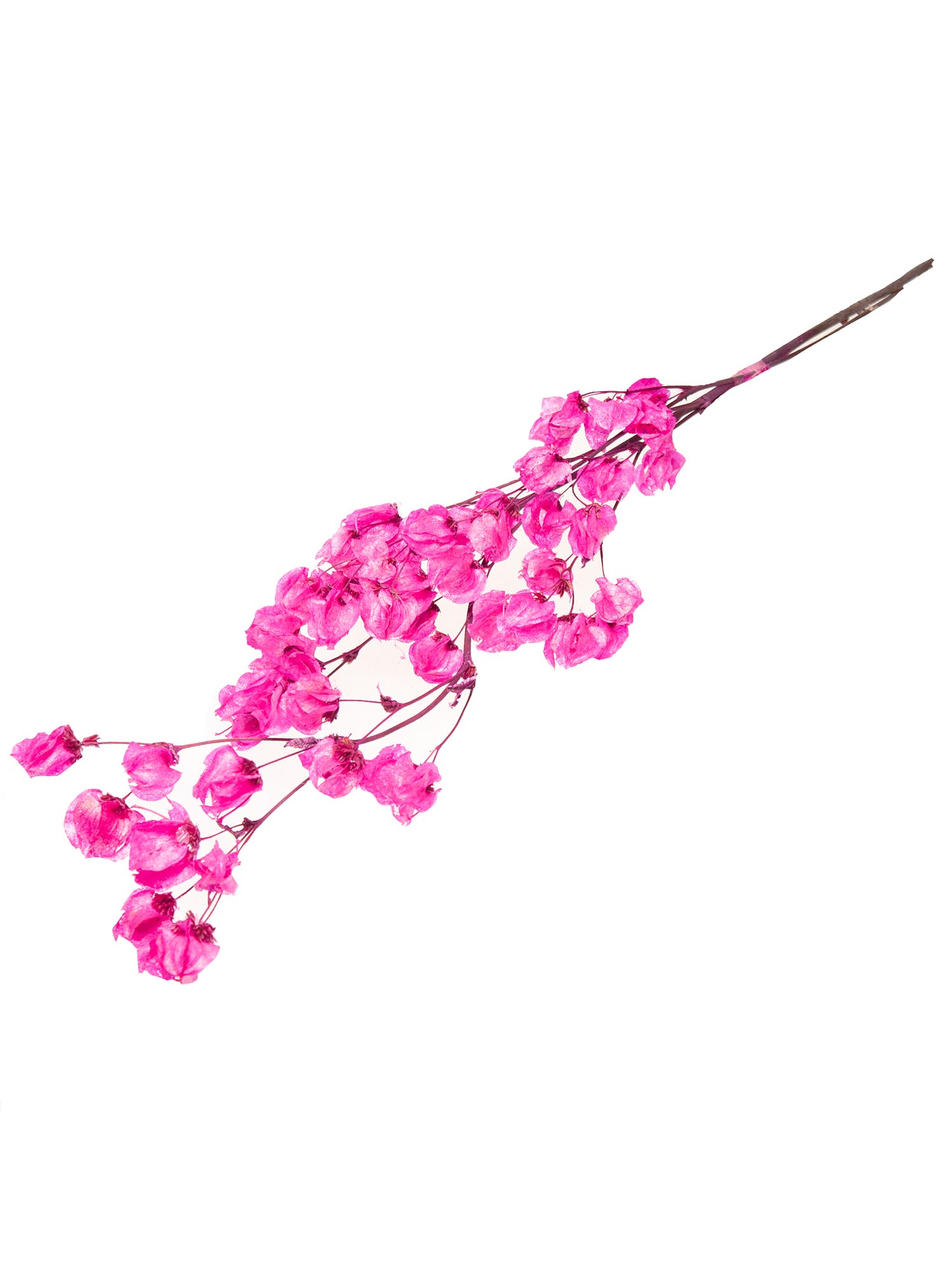 blumigo-bougainvillea-drillingsblume-trockenblumen-pink image 2