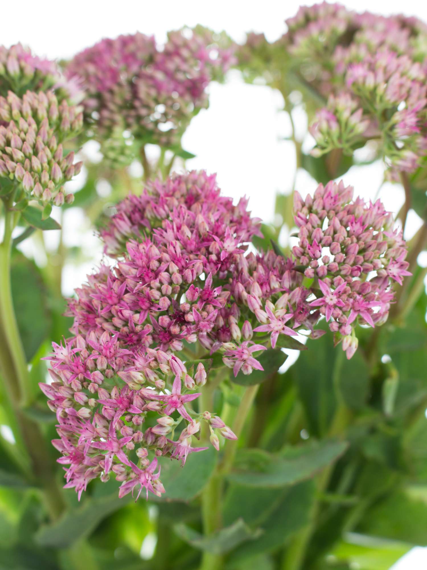 blumigo-sedum-spectabile-munstead-red-bindegr-n-pink-gr-n image 1