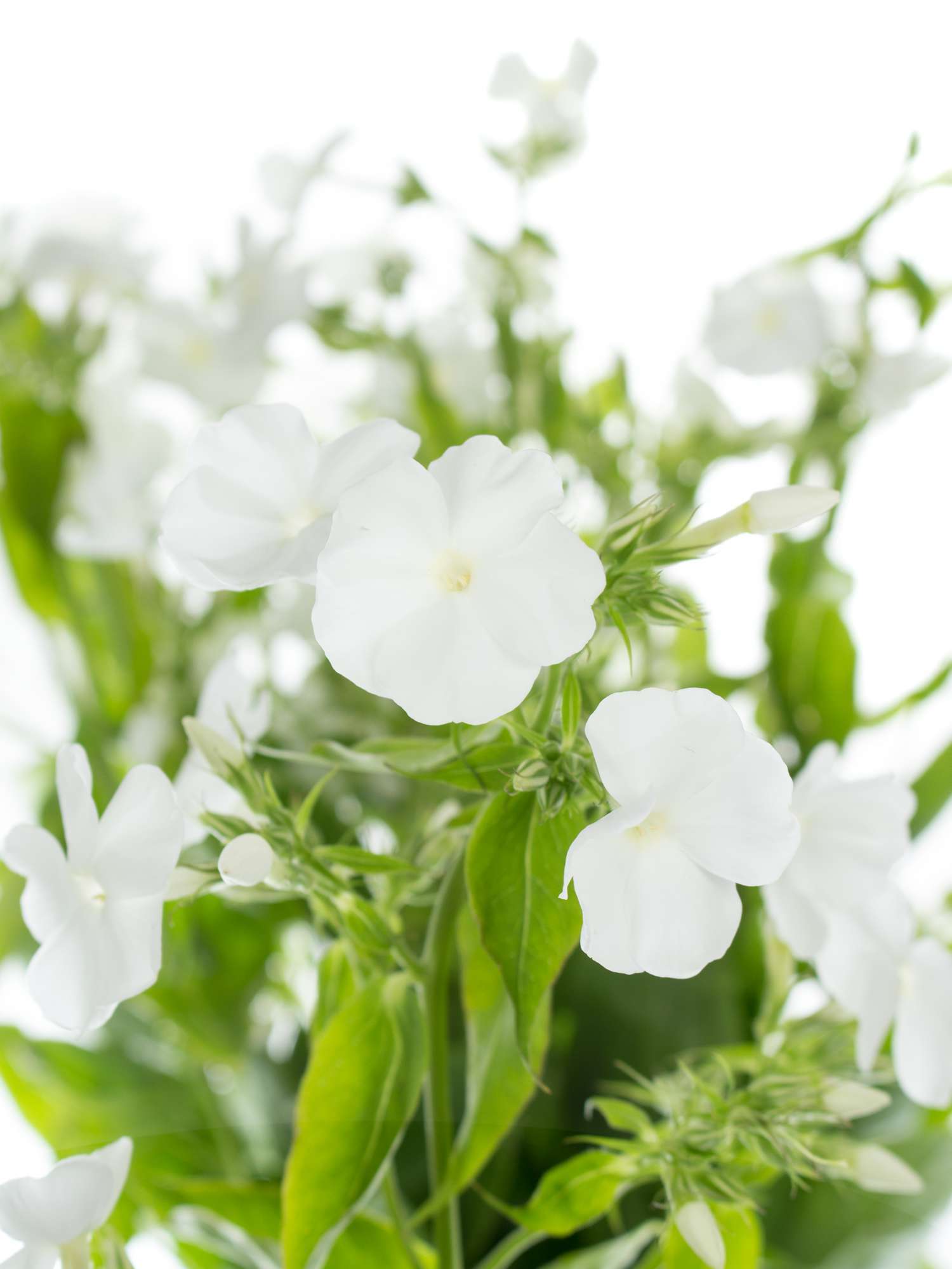 blumigo-phlox-flammenblume-schnittblume-wei-1-stiel image 1