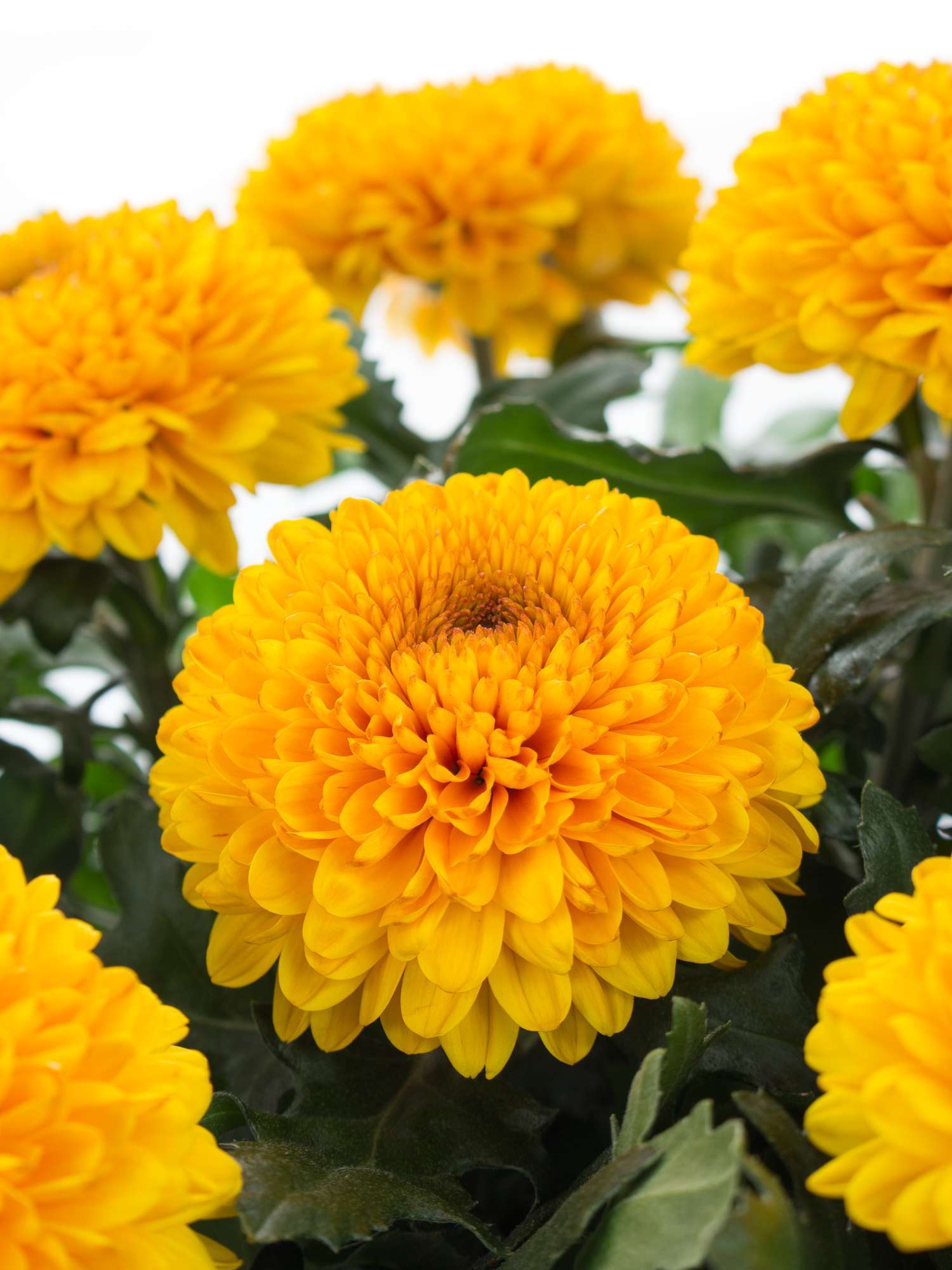 blumigo-chrysanthemen-paladov-orange-schnittblume image 1