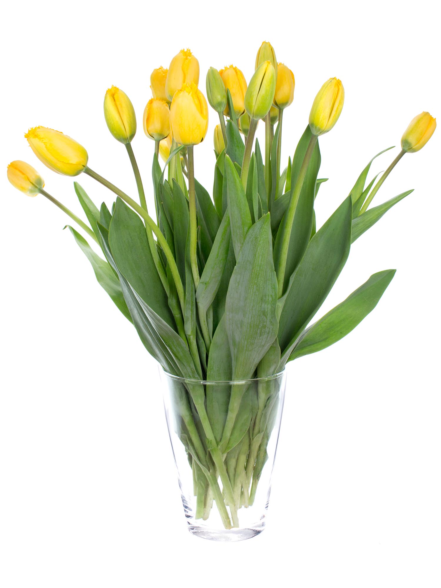 blumigo-tulpen-crystal-star-schnittblumen-gelb-gefranst image 2