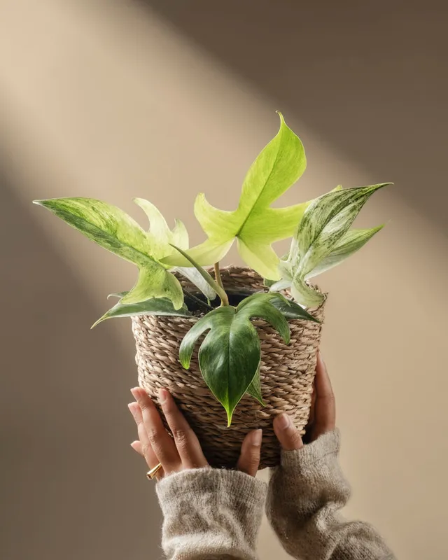 feey-variado-philodendron-florida-ghost-zimmerpflanze-rarit-t image 1