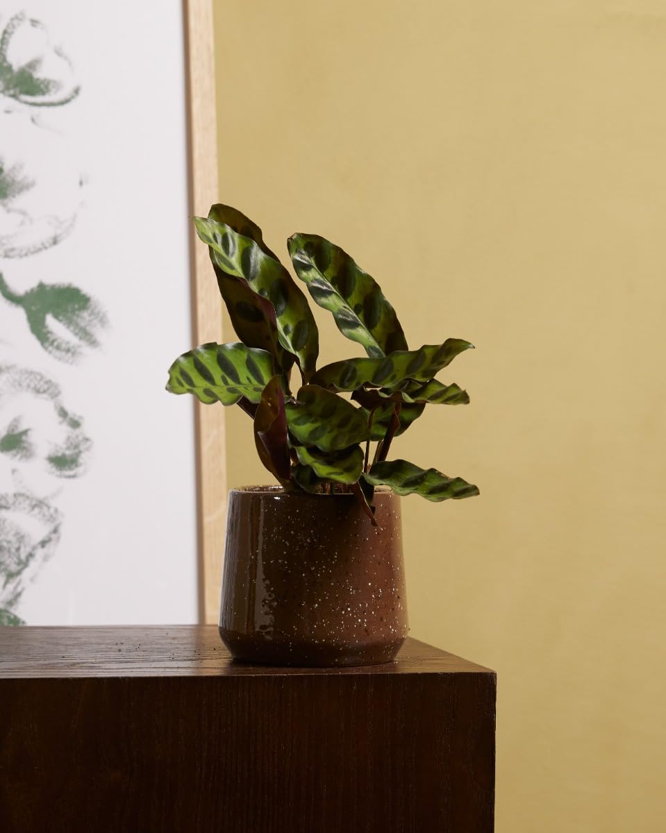 plnts-babyplnts-calathea-lancifolia-zimmerpflanze-15cm image 5