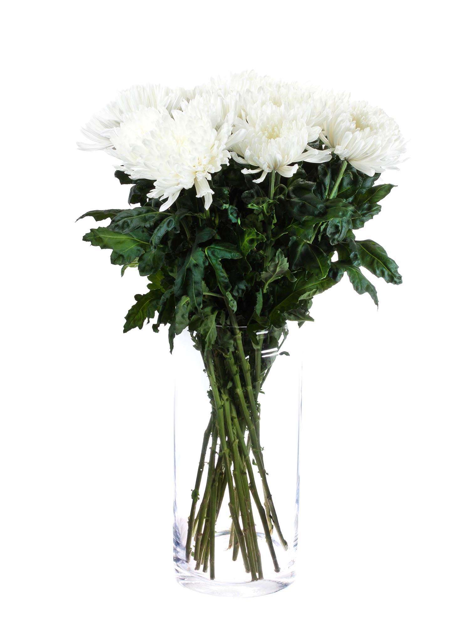 blumigo-antonov-chrysantheme-wei-frische-schnittblume image 3