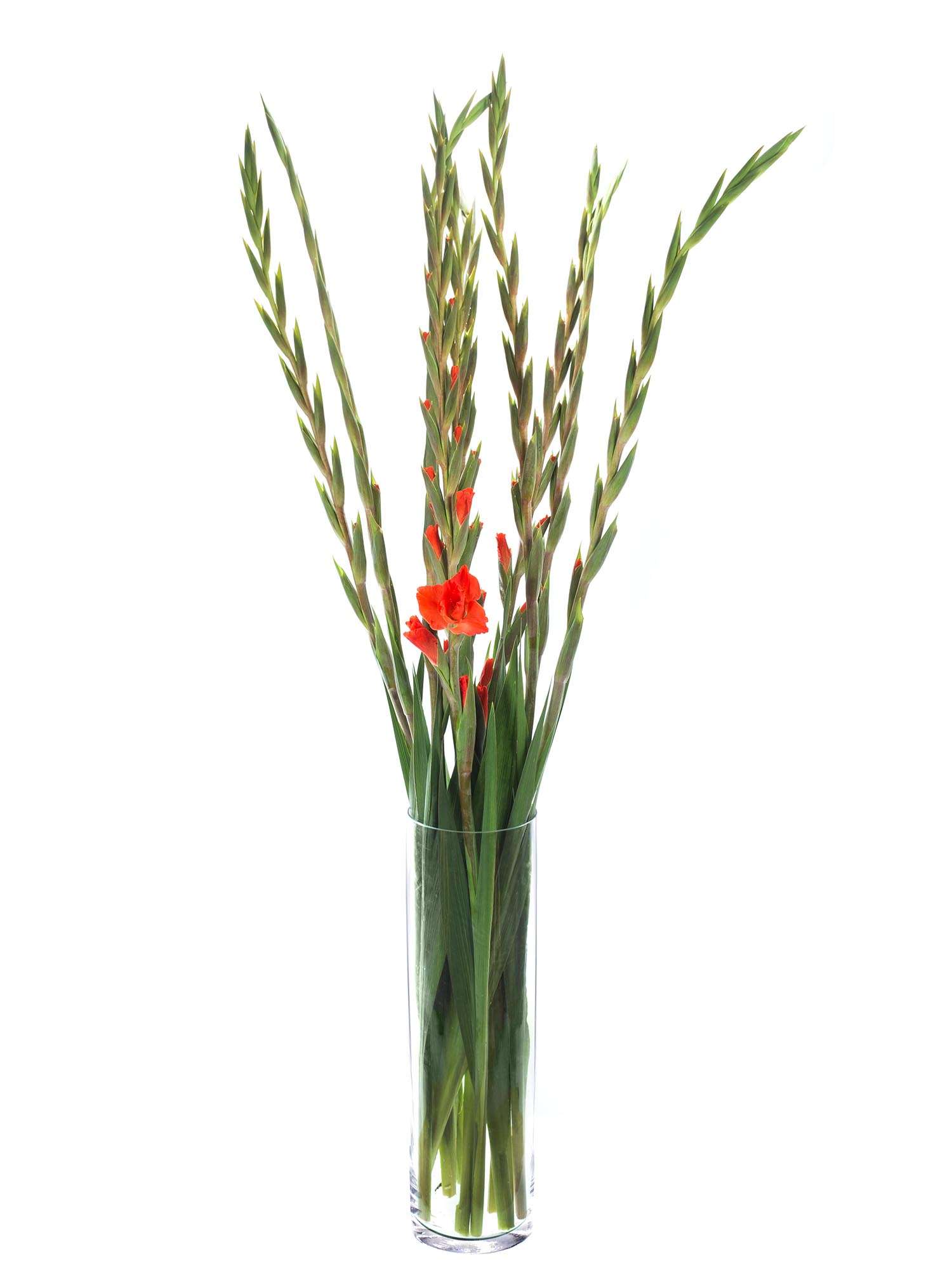 blumigo-blattwerk-bindegr-n-gladiole-living-oak-orange-rot image 2
