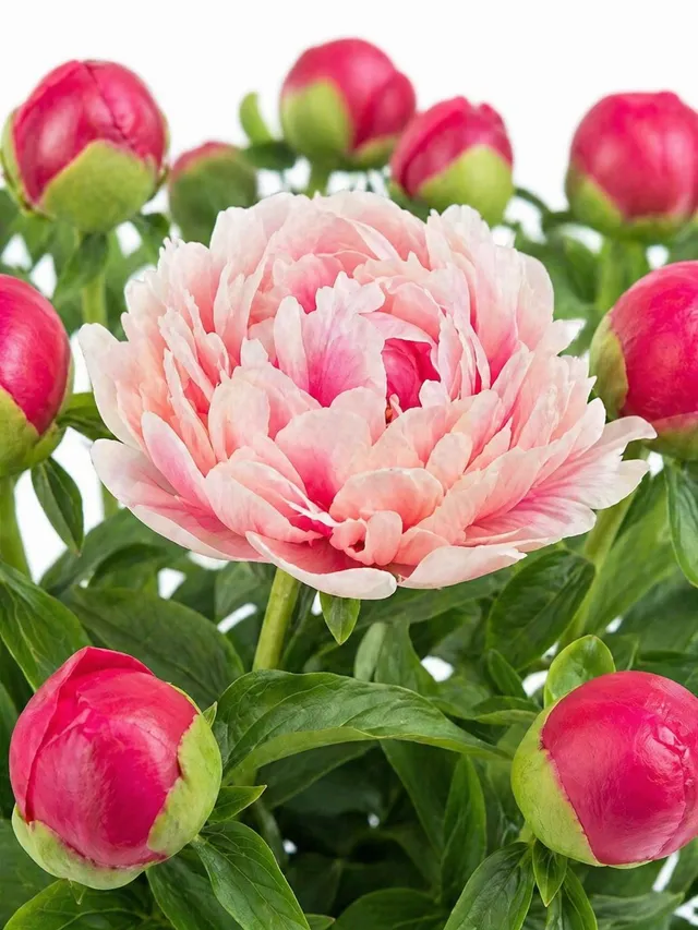blumigo-pfingstrosen-command-performance-schnittblumen-rot-pink-creme image 1