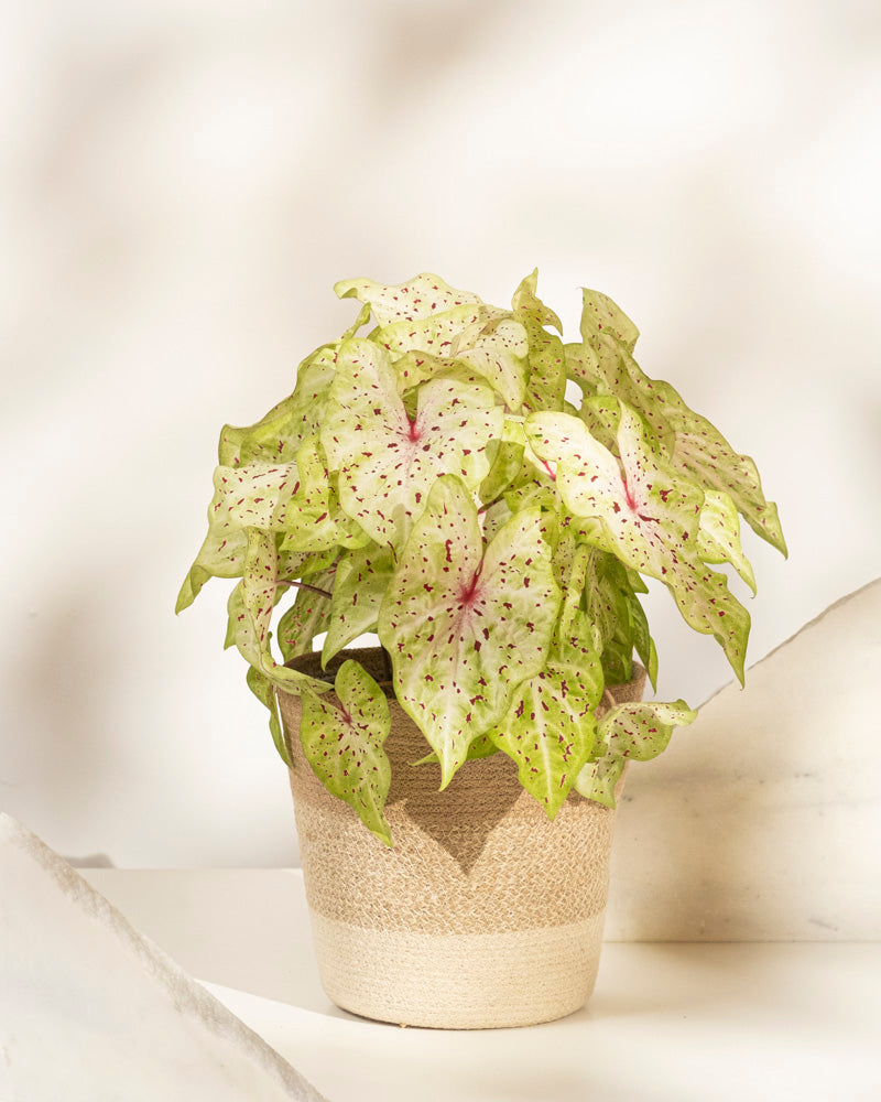feey-caladium-miss-muffet-zimmerpflanze-ohne-bertopf-bunt image 6