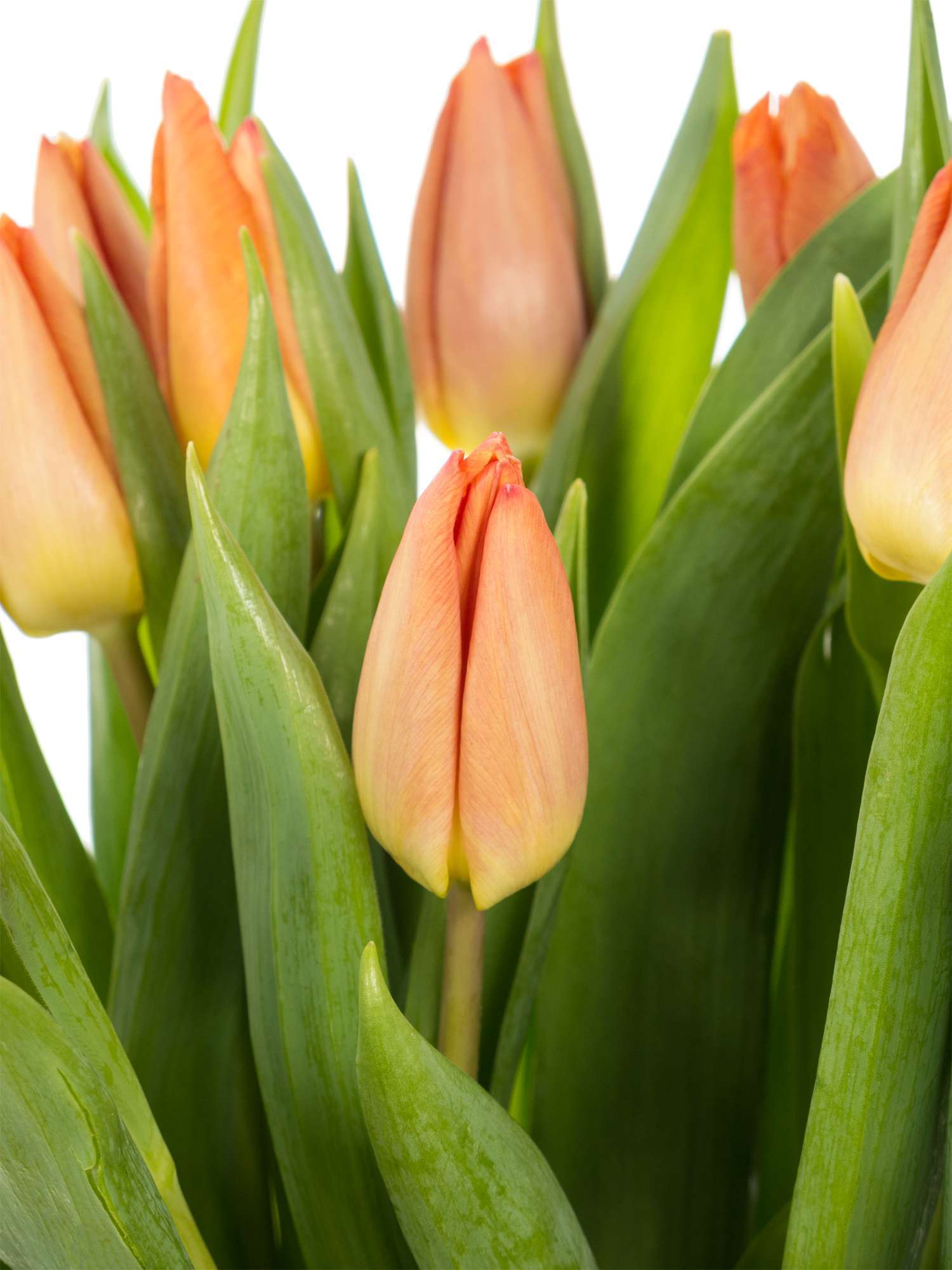 blumigo-tulpen-salmon-prince-lachs-schnittblumen-frisch image 1
