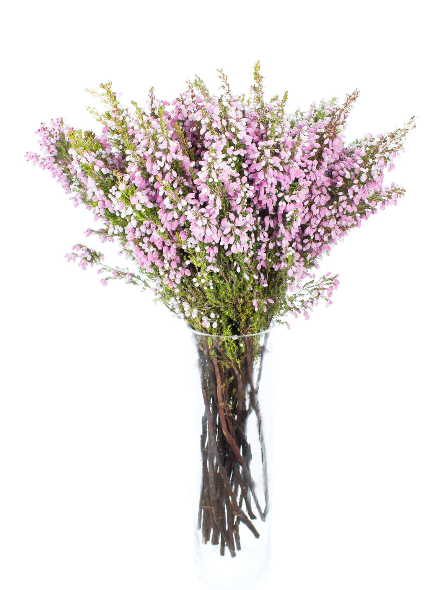blumigo-herbstdeko-erika-heidekr-uter-rosa-schnittblume image 2