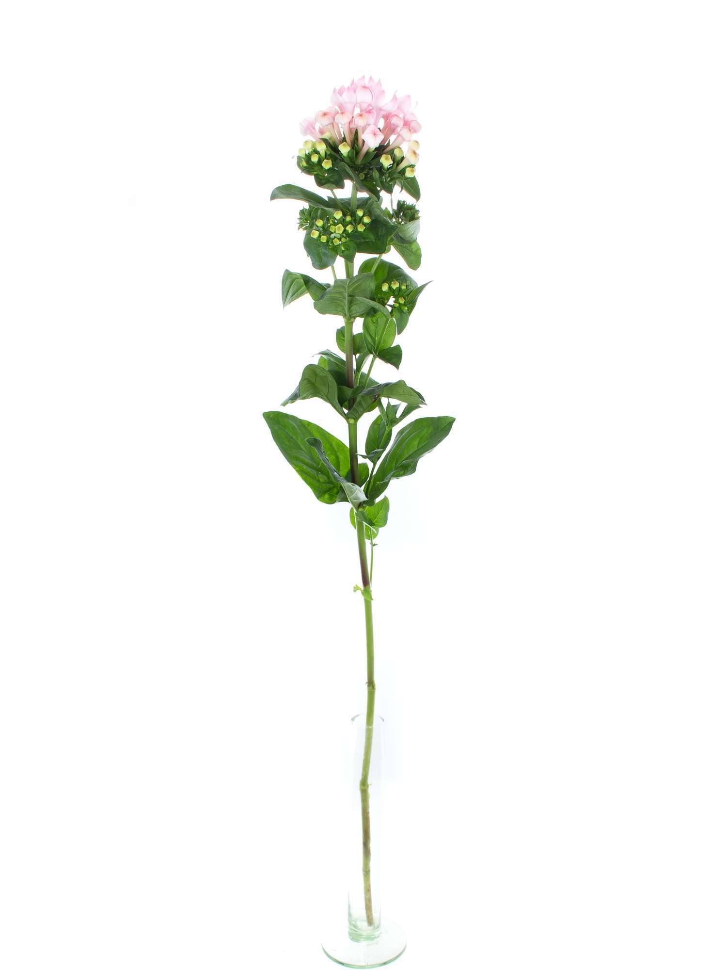 blumigo-bouvardien-xxl-sweet-roza-schnittblume-rosa image 3