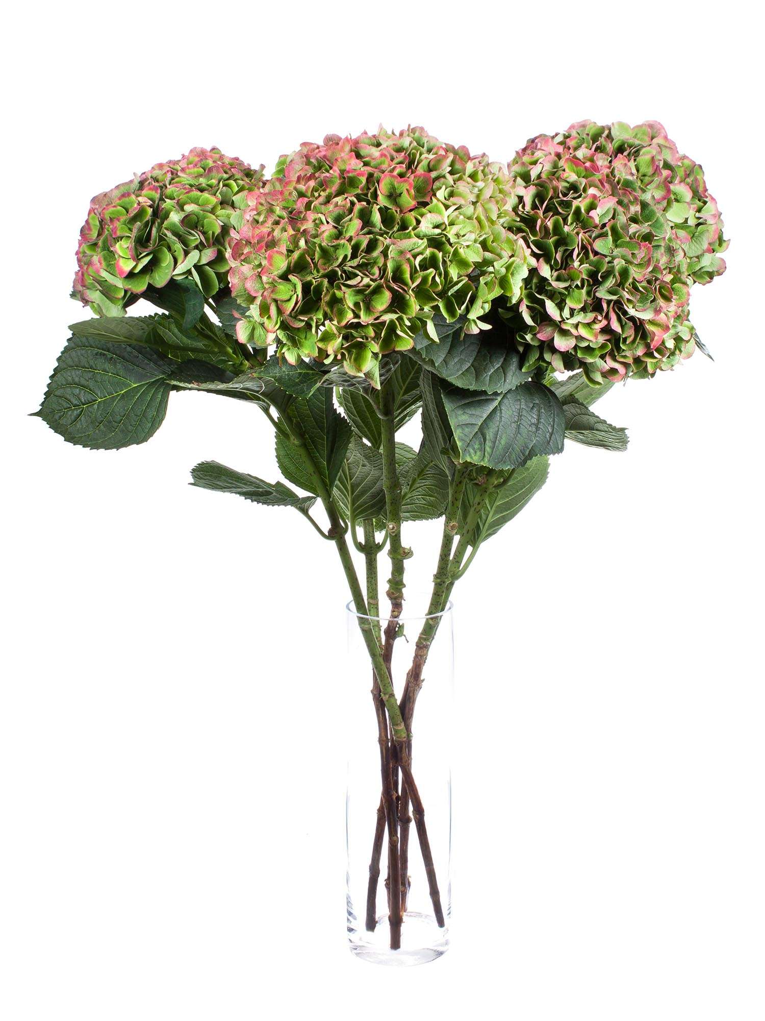 blumigo-hortensien-opal-classic-hortensie-gr-n-rot image 4