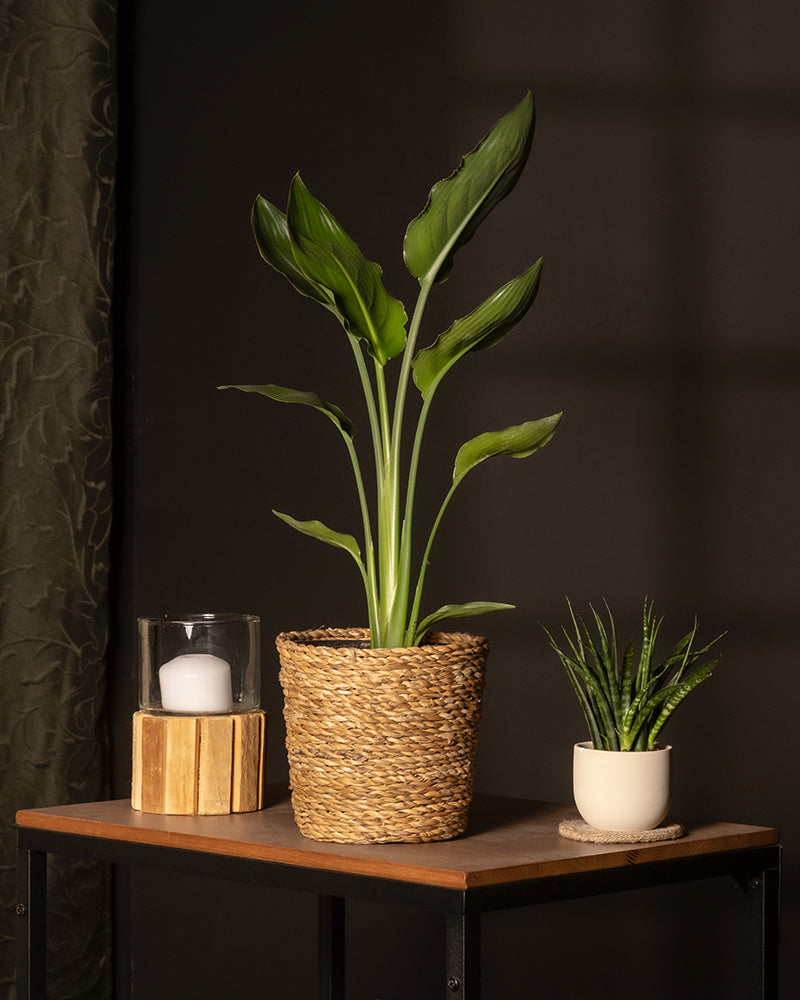 feey-variado-strelitzia-reginae-zimmerpflanze-ohne-bertopf-viel-licht image 4