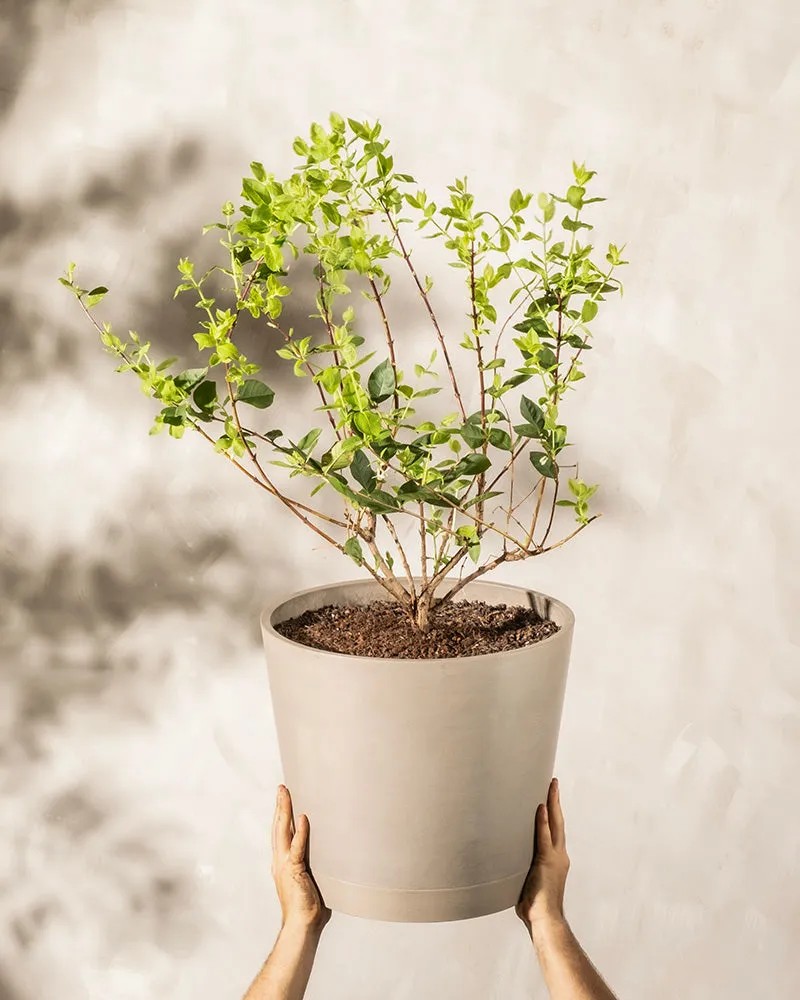 feey-amsterdam-lonicera-purpusii-winterduft-heckenkirsche-strauch image 1
