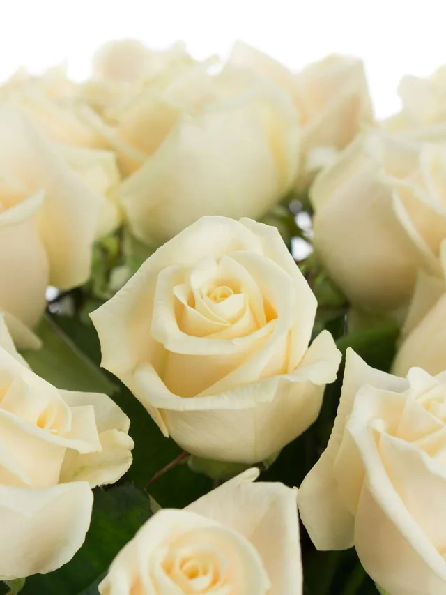 blumigo-rosen-vendela-creme-schnittrose-einzelstiel image 1