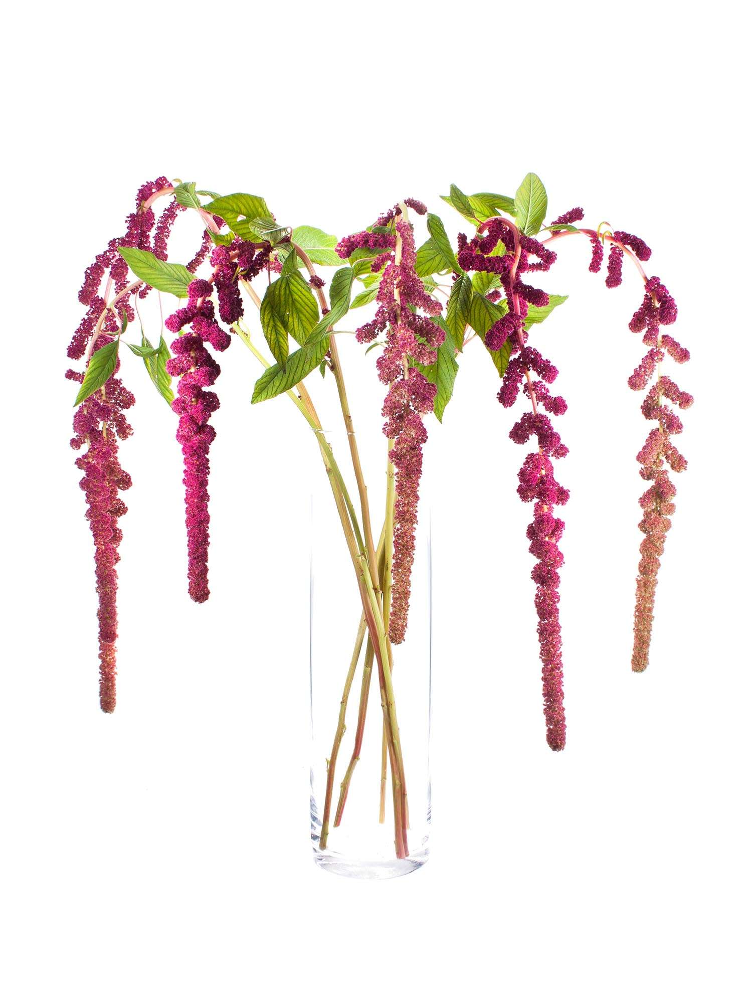 blumigo-rosen-amaranthus-rosemary-schnittblumen-beerenrot image 5