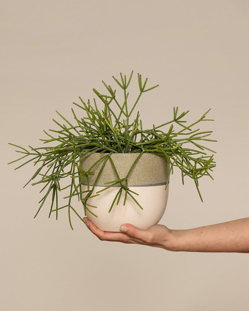 feey-variado-rhipsalis-neves-armondii-zimmerpflanze-ohne-bertopf image 1
